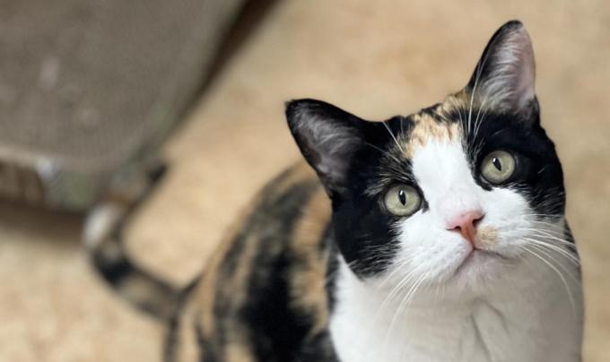 Calliope the calico cat
